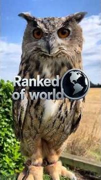 TOP 5! Exotic Owls in the World #top5 #ranking #animals #facts #owl