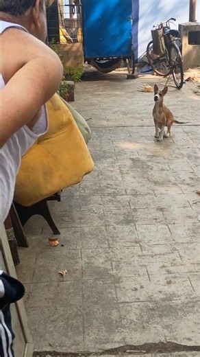 Dadu Machh Chite Tablet Fire ||#dog #funny #comedy #pets