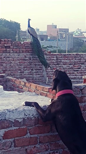 Cherry #dogtalk #entertainment #labrador #trending #viral #pets #dog