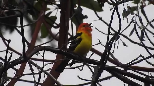 Western Tanager (Piranga ludoviciana) | BIRDS & Nature