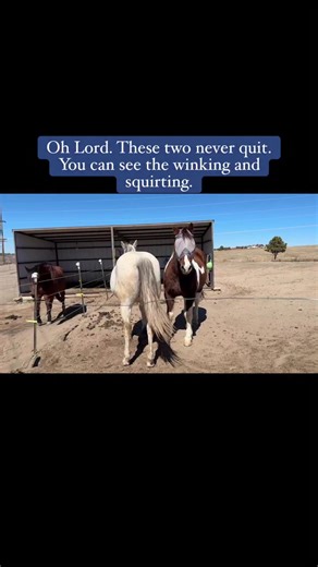 Rescuing Horses: Heartwarming Moments and Fun