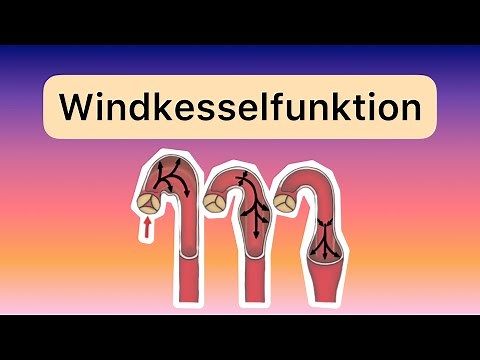 Die Windkesselfunktion herznaher Arterien