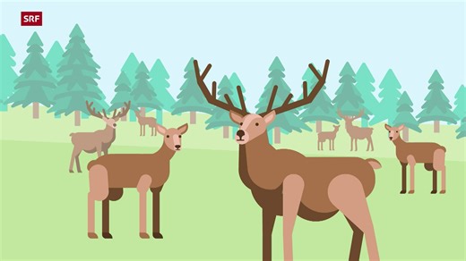 Reh oder Hirsch?