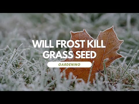 Will Frost Kill Grass Seed