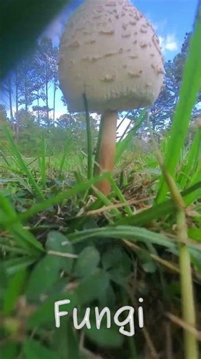 Short Adventure - Episode 1 Part 2 | #nature #explore