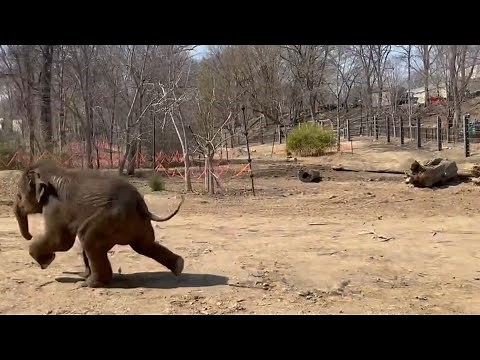 Baby elephant Jet ZOOMS around behind-the-scenes habitat at Saint Louis Zoo