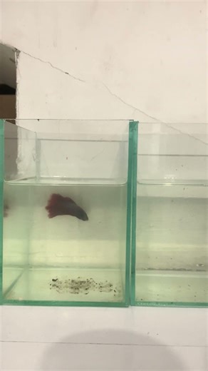 🌾 Can Betta Fish Eat Tropical Fish Flakes? | What Happens If They Do