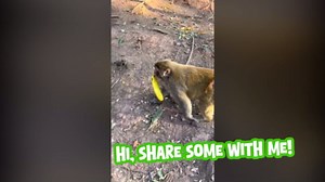 Monkey’s Cute Smile Melts Hearts 🐵😊 | Adorable and Funny Moments