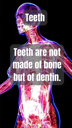 How Teeth Work — 3 Facts 🦷