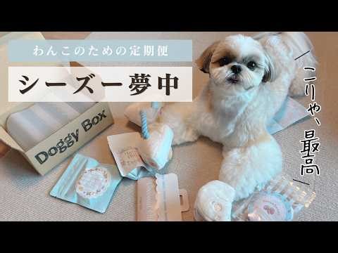 【初めてのドギーボックス】わんこが過去一"ハマる"おもちゃが届きましたShihtzu enjoys first time of doggy box for dogs
