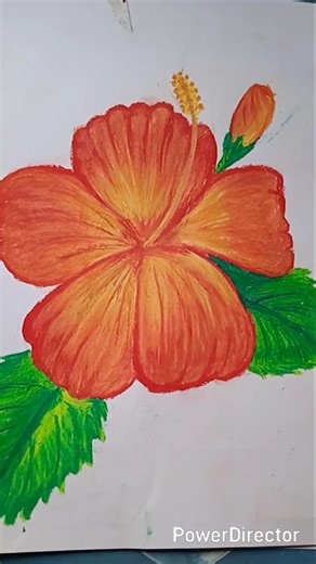 How to draw hibiscus flower🌸for beginners ||Oil pastels drawing #drawing #youtubeshorts #shorts