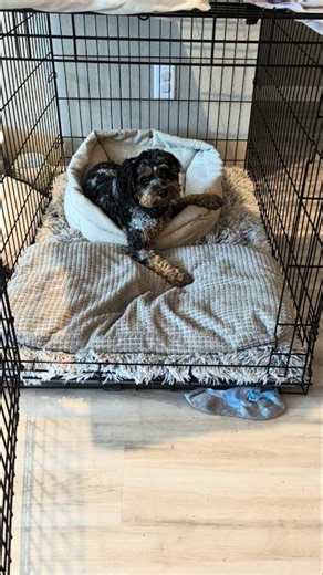 1000 beds but he chooses the crate?! 😂