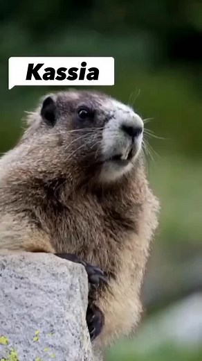 Kassia Marmota Gritando Compilation | Funny Marmot Calling Names