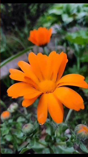 Flower name calendula #nature #flowers #garden check description for information of flower 👇🏻