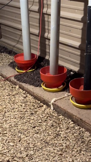 Sleeping Baby Chicks Wake Up Call