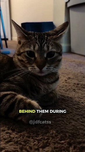 Why Cats Get Airplane Ears? #kitten #cats #cutecat