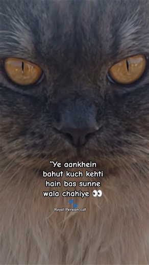 Royal look, killer eyes 😼Jo dekhe, wahi pighal jaaye ❤️