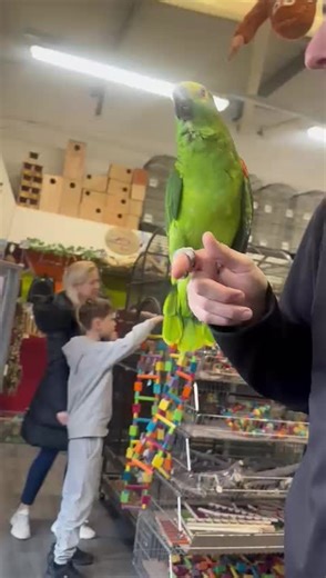Amazon parrot talking #amazonparrot