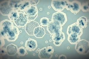 How the Hep C Cure Works