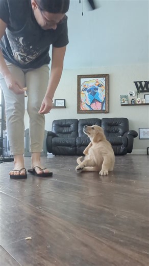 Charlie 🧡 ✨Leash Manners✨ Learning how to walk on a leash is a multi-step process. You can't just put a leash on and expect a puppy to know what to do 🤷🏼‍♀️ ✅ First, they learn to walk alongside their human with constant rewards and minimal distractions. ▪️ Second, they learn to walk alongside their human with intermittent rewards and minimal distractions. ⏩So far, no leash is even involved. Ironic huh? ▪️Third, add a leash and continue practicing walking alongside with intermittent rewards a