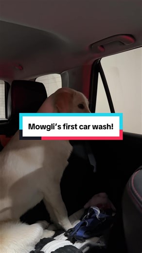 Mowgli’s first car wash! #car #wash #puppy #lab #greatpyreneespuppy