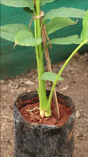 Elaichi Plant 🌿 Grow Cardamom at Home | Rare Spice Plant for Garden