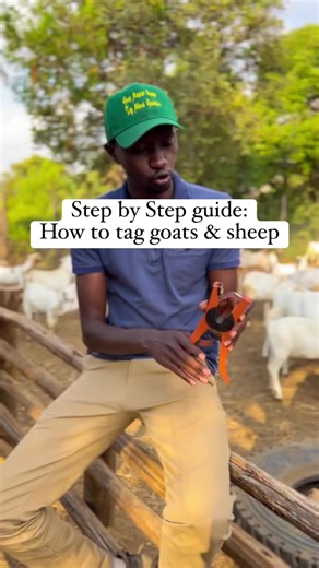 Efficient Goat & Sheep Tagging in Kenya