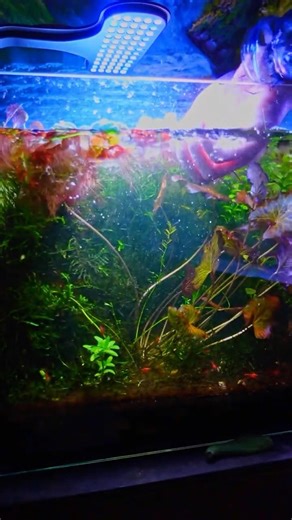 Lush healthy Java moss harvesting #aquarium #aquascape #nature #plants