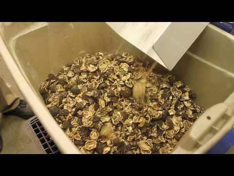 Patriot 600 Nut Cracking Machine cracking Idaho Native Black Walnuts.