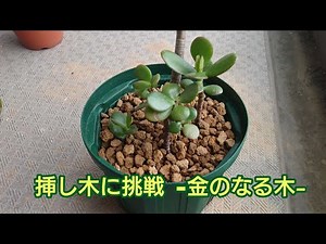 【金のなる木】 挿し木に挑戦してみる