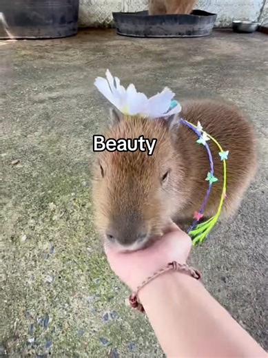 Captivating Beauty of Capybaras in ASMR Videos