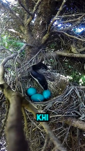 51K views · 24 reactions | Thu hoạch Xây dựng #ff #viralreels #entertainment #funnyreels #reels #fyp #trendingreels #news #newsupdate #viralreels #farm #xaydung #garden #shortsfeed #tintuc #food #giaitri #haihuoc | T.Rex Review | Facebook