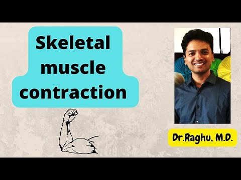 Molecular basis of skeletal muscle contraction | Sliding filament theory | Cross bridge theory