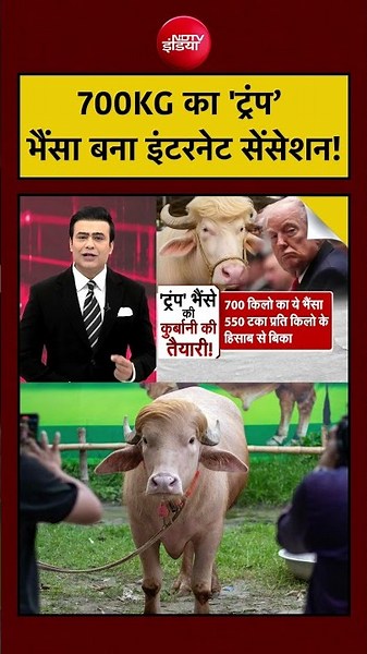 Syed Suhail | Bakrid | Eid al-Adha | 700KG का 'Trump’ भैंसा बना इंटरनेट सेंसेशन! | #shorts #viral