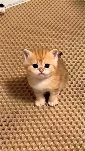 cute kittens.cute kitten #英短矮脚猫​ #猫咪孵蛋​#小奶猫​ #猫咪视频 #cat #shortfeed #kitten #adorable #kittencuddles