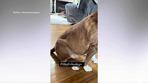 Owner shows off pit bull husky mix