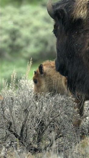 Baby-sized giant, or giant-sized baby? 🐂 #NationalParksUSA #Bisons