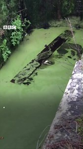 Watch: Two badgers are rescued while trying to scale a ladder to climb out of a canal | BBC Wales News