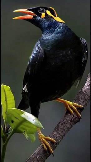 Myna Bird, Hill Myna - Calming bird sounds #birds #nature #birdsong #myna