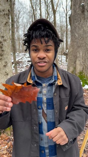 Tis the season to start learning and studying for the next growing season! Oak Trees can be found on every continent except Antarctica. WIth the highest diversity being in northern and central America. Take time this season to practice ID before the next growing season! Oaks are also easier to spot this time of year because they keep their leaves into the spring! Always remember to do your identification first and foraging second! #fyp #nature #fyp #repost #reels | Shane Alden Edwards