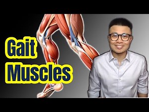 The TRUTH About Gait Cycle Muscle Kinetics (2024)