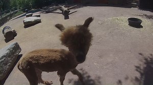 Who's ready for a little alpaca training session? Although training with each animal looks a little different, our zookeepers across the Zoo work closely with the animals they care for every day to establish strong relationships built on trust. #NationalZookeeperWeek | Philadelphia Zoo
