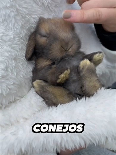 Los 5 Conejos Más Pequeños del Mundo: ¡Descúbrelos!