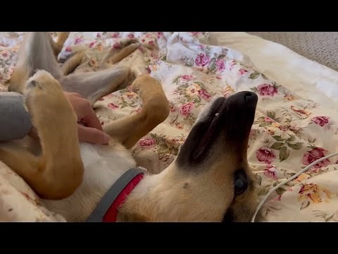 Cuddling with my puppy in bed