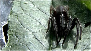 Exotic spiders crawl into the UK