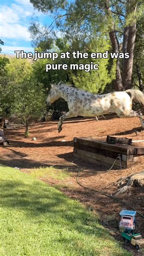 Elephant Heart on Instagram: "The horses got out and got to meet the alpaca’s for the first time. What a magical moment #horses #horse #family #ranchlife #funny"