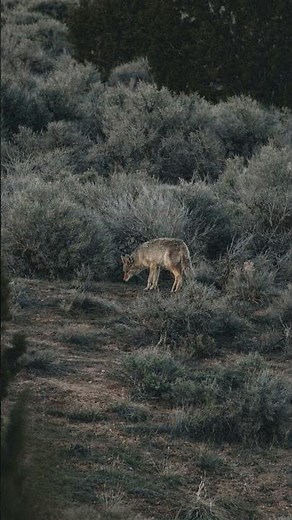 The American 🐺 Wolf When the World Falls #Silent #sleep #story