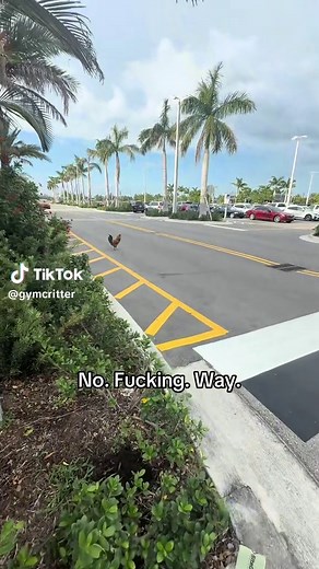 Why Did the Chicken Cross the Road? Crazy Viral Moment Explained