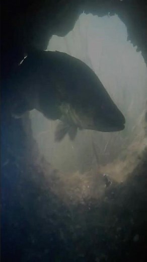 Endangered species bounces back with ‘logs for cods’ project