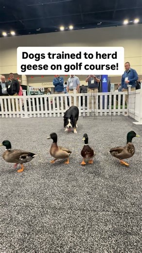 Metro Detroit Golfers⛳️ on Instagram: "These dogs are trained to herd geese off golf courses using instinct, positioning, and movement — not force. The @flyawaygeese team professionally trains Border Collies to never touch or harm geese, goslings, or nests. The dogs rely on their natural herding ability and presence to gently move geese away, keeping courses clean and playable while fully complying with wildlife guidelines. Most golfers never see this side of course maintenance, but it plays a b